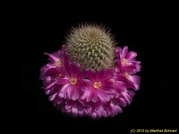 Sulcorebutia cylindrica v. crucensis HS46 2270